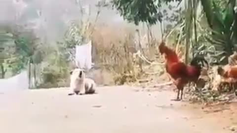 DOG & CHICKEN