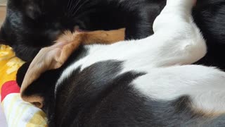 Cat loving Beagle part II