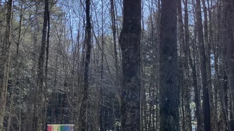 The Forest Rainbow Door 🌈