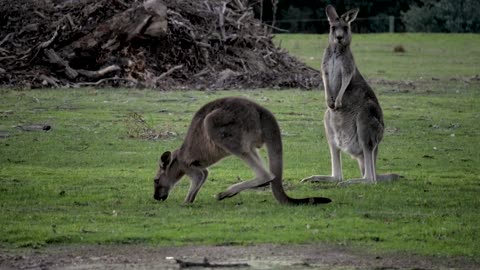 Pair of Kangaroos