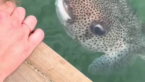 Talking to sweet pufferfish