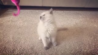 Caty Jumping In Happy for Toy