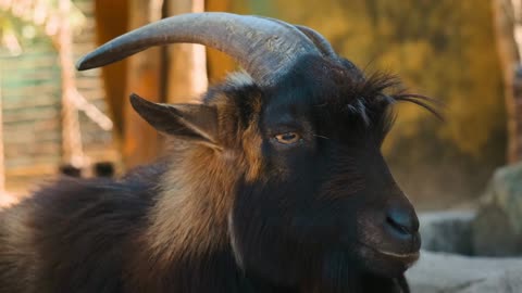 black goat in zoo park, closeup of muzzle, calm animal