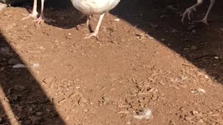 Pearl the white peahen doesn’t want to share her grape