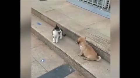 "Cute but Feisty: Dog and Cat Face-Off!"