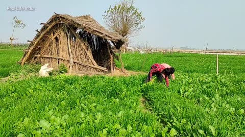 Real Countryside Poor Farmers Life India || Uttar Pradesh Village Life || Real Life India