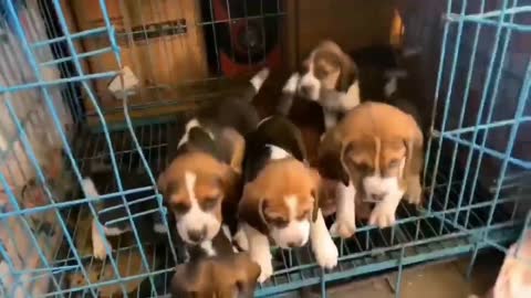A litter of cute puppies that look different