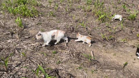 A Tale of Cute Pets in the Countryside