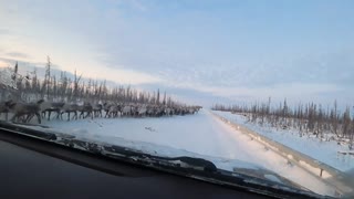 Xmas Chaos 3,000 Reindeer Hold Up Traffic On Motorway