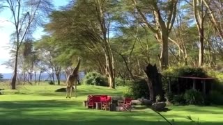 Giraffe and nature in kenya ,