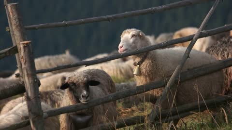 Flock of sheep on green meadow in mountain