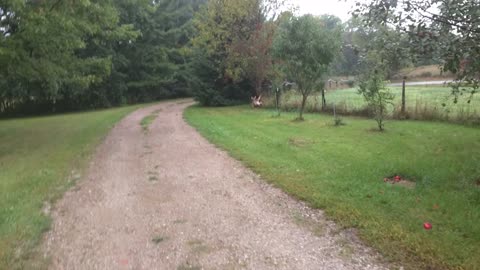 Large Whitetail Doe Waited For Human To Help Her Save Her Little Baby