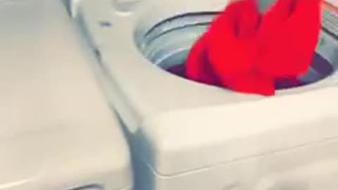 Crazy cat jumps into the washing machine