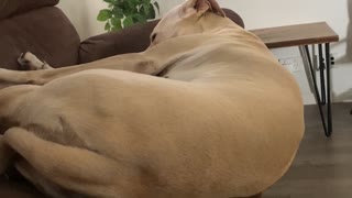 Dog Falls From Couch