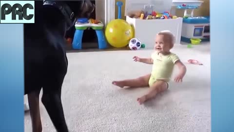 Funny Dog Video Series #2 ♥ Cute Puppy and Baby are playing together