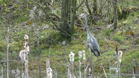 Female Birds Heron Water In Jungle