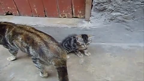 ANIMALES GRACIOSOS Y DIVERTIDOS Ver Videos Chistosos De Gatos Cortos Gatitos Tiernos
