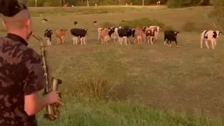 Field Of Cows Rush Over To Listen To Saxophone Solo