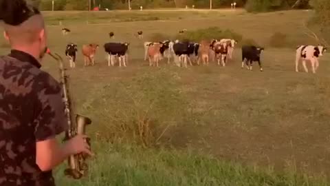 Field Of Cows Rush Over To Listen To Saxophone Solo