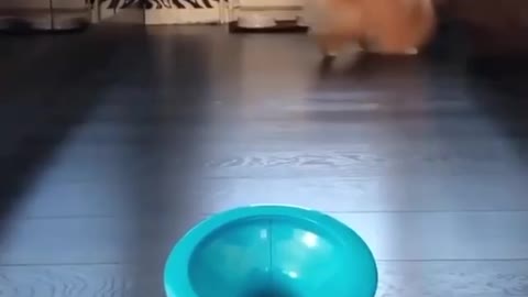 Funny dog play ball