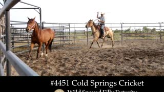 4451 Cold Springs Cricket - 2019 Wild Spayed Filly Futurity