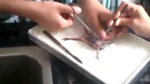 zoology class video dissection of frog