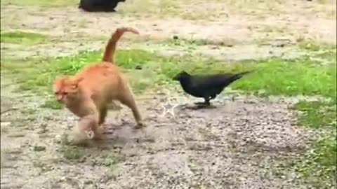 Funny Animals Video