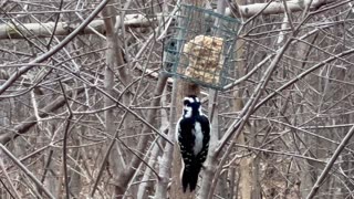 Hairy woodpecker monopolizing feeder