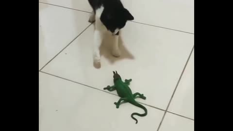 Funniest Cats fighting