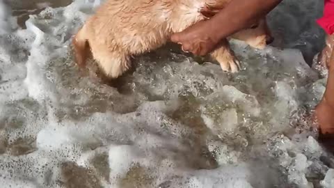 Beach fun my golden retrieve