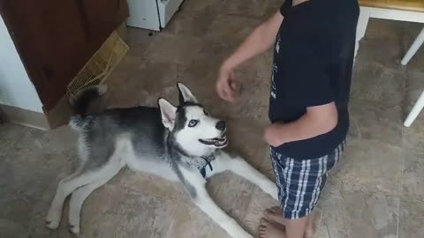 Little boy trains husky puppy to do tricks