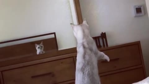 Cat is surprised after knowing she has ears
