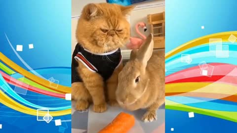 💗Cute And Funny Pets | Try Not To Laugh TikTok 😮 - angry Pet videos 😱To These Pets 💗 Cutest Lands