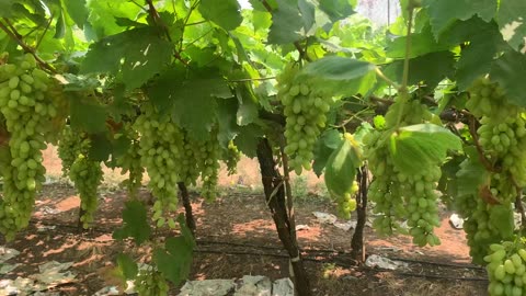 Grapes farm