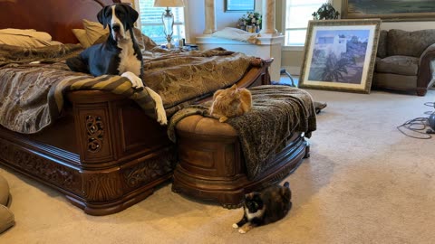 Cozy Great Danes & cats enjoy chilly fall Florida morning