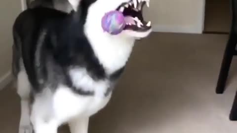 A dog that likes playing with toys.