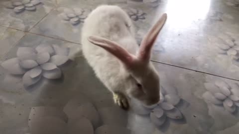 Rabbits walking on the floor