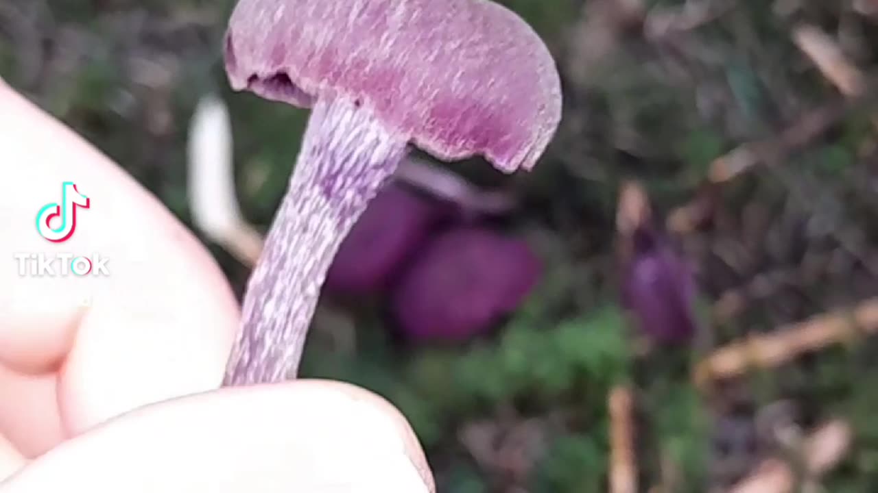 Amethyst Deceiver (Laccaria Amethystina)