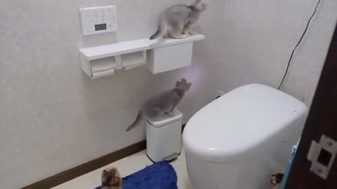 A cute kitten worries about his favorite toy being washed.