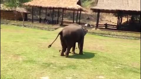 Elephant Sees Her Caregiver Being 'Attacked', Rushes To The Rescue.
