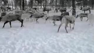 Man Saves Domestic Reindeer From Mud Hole