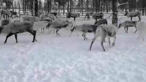 Man Saves Domestic Reindeer From Mud Hole