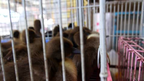 Black Gosling and Ducklings for Sale in Cage