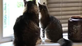 Two cats,cute