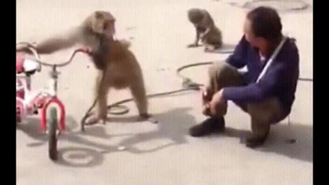 Hilarious Monkey Antics That Will Make You Burst into Laughter!