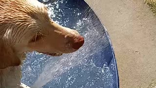 Lucy in the Pool