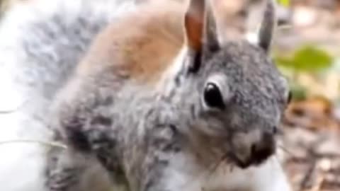 Funny Squirrel Video/ Funny Squirrel Dance/Funny Squirrel Screaming