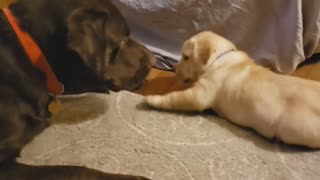 Chocolate Lab dad preciously plays with his newborn puppy