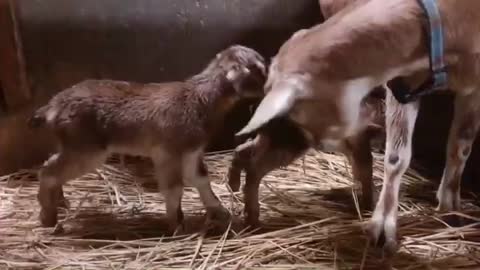 Goat feeding milk to its baby