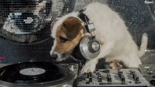 AMAZING DOGGY DJ